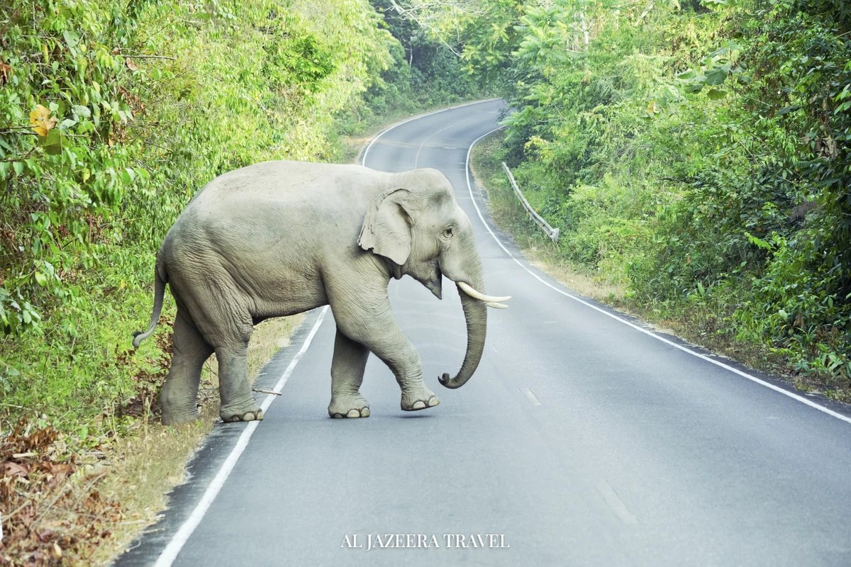 Khao Yai Nature Escape