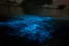 زورق Twilight Sea والعوالق ذات الإضاءة الحيوية